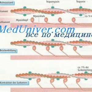 Мембранни потенциали на гладката мускулатура. Потенциали на действие в унитарни гладката мускулатура