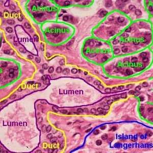 Хистология на панкреаса