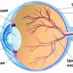 Структурата на човешкото око