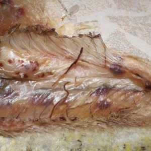 Worms (хелминти, хелминтоза) в риба, опасни за човешкото