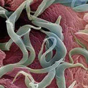 Worms в едно дете на 2 години, симптоми и лечение на червеи при децата 2 години