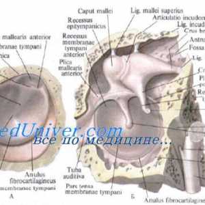Обективът на ембриона. Образованието и обектив развитие в плода