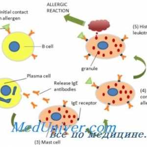 Имуноглобулин Е (IgE) и еозинофили в алергични реакции