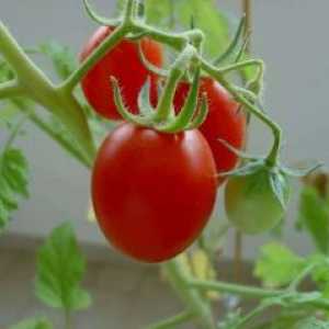 Използването на хетерозис домати