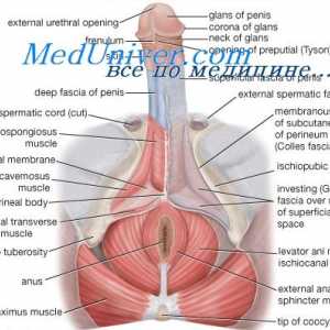 Регламентът на сексуалните функции на мъжкото тяло. Гонадотропин-освобождаващ хормон