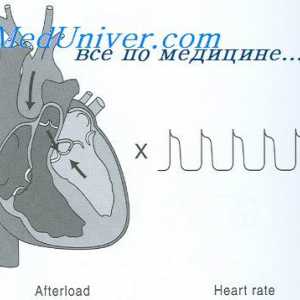 Увеличението на сърдечния дебит. хипертрофия на миокарда