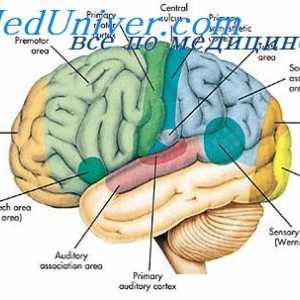 Асоциацията области на кората на главния мозък. Физиологични части на мозъка