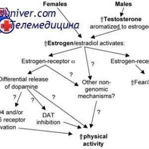 Яйчниците стероидогенезата. Теорията на двете клетки на две гонадотропини