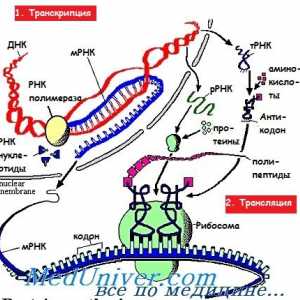 Етапи на иРНК превод по време на синтеза на протеини