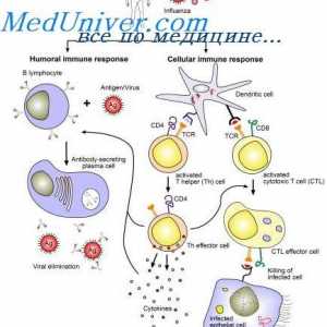 Етапи взаимодействия на имунните клетки. Хипотезата на двете фази