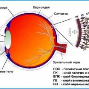 Развитието на сензорна функция на ретината по време на ембриогенезата и ранни години