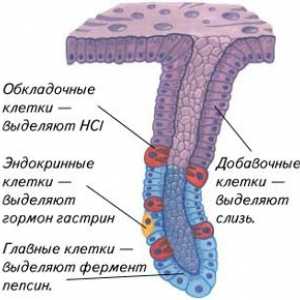Capsule панкреаса