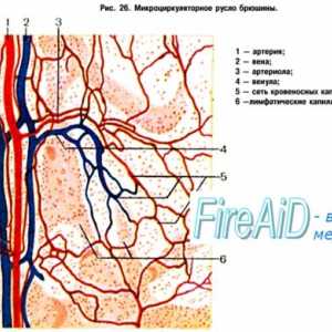 Класификация на кръвоносната система. Функционална класификация на кръвоносната система (Фолк,…