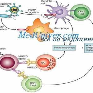 Клетъчни елементи на вродения имунитет. дендритни клетки