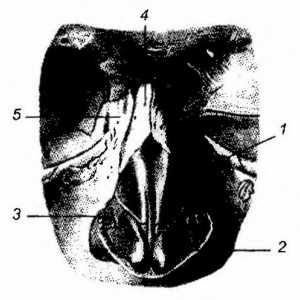 Клинична анатомия на външния нос