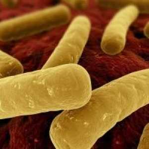 Clostridium-некротичен ентерит
