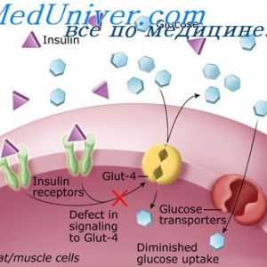 Физиология инсулин. Ефекти на инсулин върху клетъчната