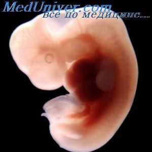 Фетален кожата. ембрионални епидермис