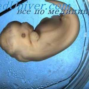 Кожни жлези на ембриона. Потните жлези на плода