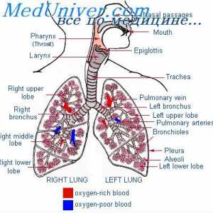 Движението на въздуха в белите дробове. Плеврален и алвеоларен налягане