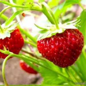 Най-добрите сортове за засаждане на ягоди