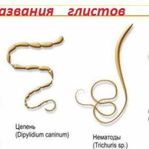 Медицинско научно наименование на червеи (хелминти), както ги наричат ​​в хората?