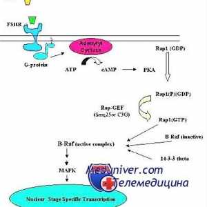 Механизмът на действие на гонадотропин рецептори. изчерпване рецептори