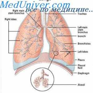 Механизми регулиращи дишането по време на натоварване. неврогенен регулиране