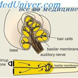 Ефективна инервация на ушната мида. Вегетативната нервни влакна на ушната мида.
