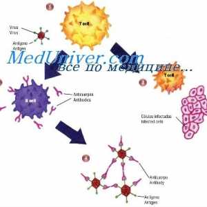 Mud88 дефицитни състояние. имуномодулатори