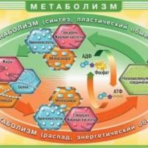 Нарушения на метаболизма на мастни киселини и глицерол