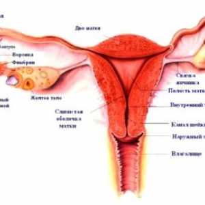 Жена външните полови органи, структура, анатомия