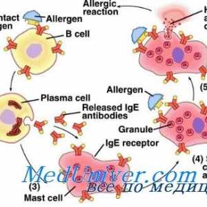 Наследствени причини за алергии. генетика на атопия