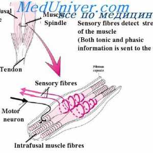 Реакцията на първичния края на мускулна вал. напрежение Reflex мускул