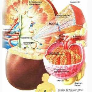 Антидиуретичен хормон и неговите функции. Предсърдно натриуретичния пептид