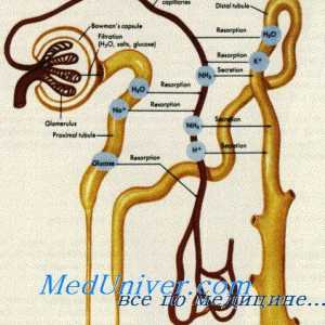 Тегментум мембрана е орган на Corti. Инервация на вътрешното ухо