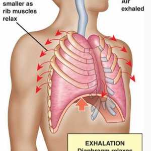 Обмена на кислород в тялото. транспорт на кислород от белите дробове до тъканите