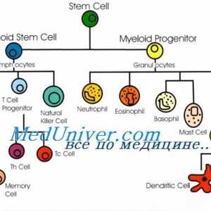 Оценка на Т-клетките immunniteta дете. Тест за Т-клетъчната функция