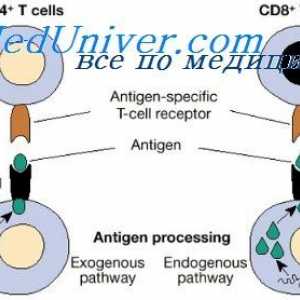Характеристики сътрудничество имунни клетки. Хуморален фактор антитяло