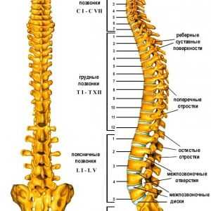 Структурни особености на различните части на гръбначния стълб
