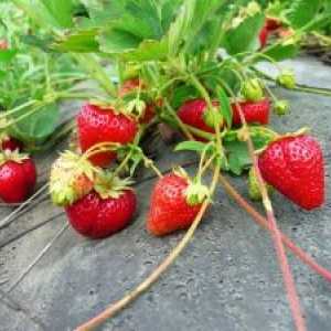 Почва климат за ягоди