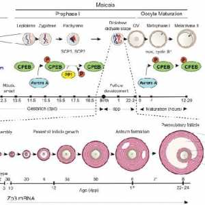 Полярността на яйцеклетката. цитоплазмена реорганизация
