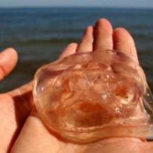 Победете отрова медузи