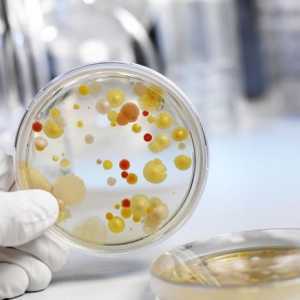 Засяване на фекални бактерии свръхрастеж