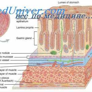 Секрецията на вода и електролити в стомашно-чревния тракт. Физиология на слузта на стомашно-чревния…