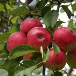 Приеми, съпътстващи формирането и резитба ябълковите дървета slaboroslyh