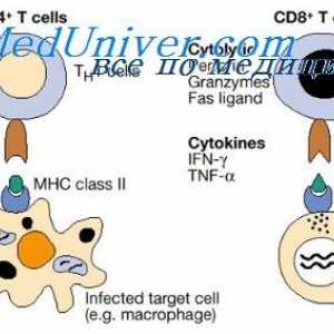 Продуктивна фаза на имунния отговор. клетка взаимодействие в производствената фаза
