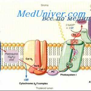 Basal метаболизма. Механизми регулиращи РП