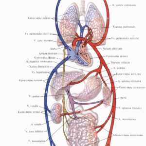 Функциите на кръвоносната и лимфни системи. кръвоносна система. Централно венозно налягане.