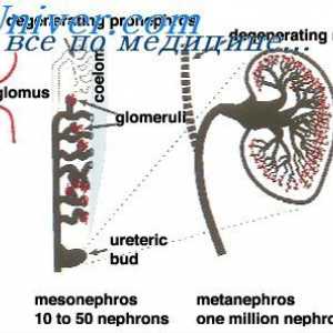 Pronephros ембрион. плода mesonephros